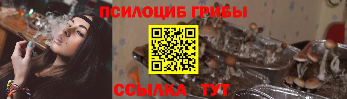 наркошоп  Галлюциногенные грибы Psilocybe  Вход с VPN  Фрязино 